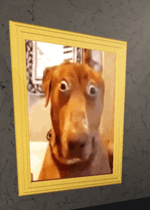 a picture of a dog with a yellow frame