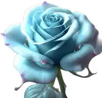 a close up of a light blue rose with purple petals