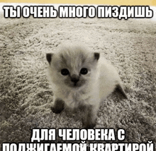 a small kitten is sitting on a carpet with a caption in a foreign language