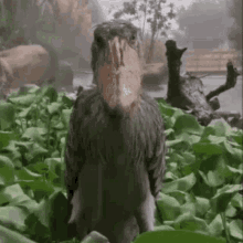 a bird with a very large beak is standing in a field of plants .