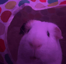 a close up of a guinea pig looking out of a purple tunnel