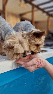 two small dogs are drinking from a person 's hand in a pool