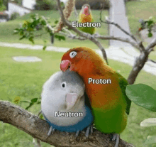 two birds sitting on a tree branch with the words electron proton and neutron on them