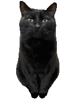 a black cat with yellow eyes sitting on its hind legs