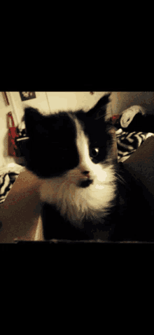 a black and white cat is sitting on a couch and looking at the camera