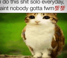 a cat with a caption that says i do this shit solo everyday , aint nobody gotta fwm 100 100 .