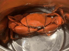 a large orange crab is sitting in a pot of water