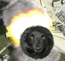 a black dog is flying through the air in front of a rocket launch .