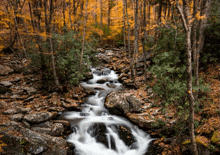 a waterfall in the middle of a forest surrounded by trees