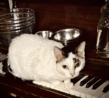 a black and white cat sitting on a piano keyboard