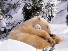 a polar bear laying in the snow with a cub on its back