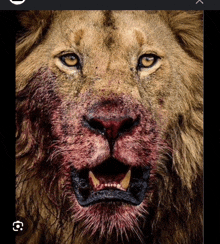 a close up of a lion 's face with blood on its face