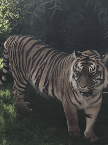 a tiger standing in the grass looking at the camera with trees in the background