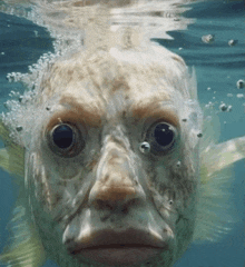 a close up of a fish 's face with bubbles coming out of it 's eyes