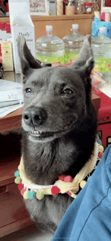 a dog wearing a necklace with pom poms is sitting in front of a box that says daily cream