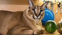 a cat is laying on a counter next to a watermelon and a melon .