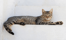 a cat is laying on a white staircase with its paws outstretched