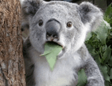 a stuffed koala bear is sticking out its tongue and eating leaves .