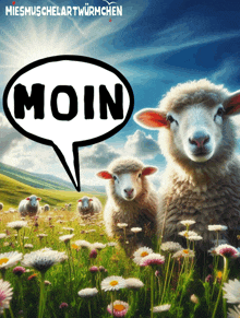 a group of sheep are standing in a field with a speech bubble that says moin