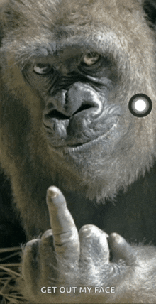 a gorilla giving the middle finger with the words get out my face below