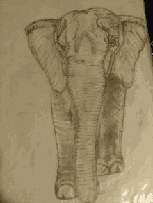 a black and white drawing of an elephant with its trunk extended