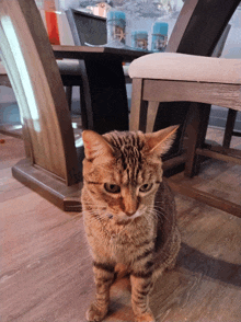 a cat standing in front of a wooden table with candles on it