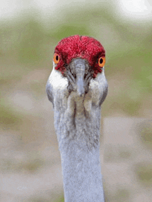 a close up of a bird 's head with a red head and orange eyes