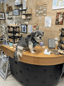 a small dog standing on a counter in a store with a sign on the wall that says life is beautiful