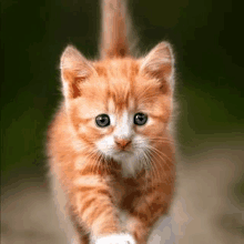 a small orange kitten with blue eyes is running across a dirt road .