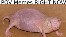 a picture of a naked mole rat with the caption " pov memes right now "