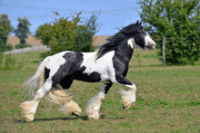 a black and white horse running in a field