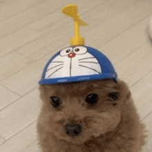 a small dog wearing a doraemon helmet with a propeller on top