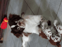 a brown and white dog is laying on its back next to a stuffed animal