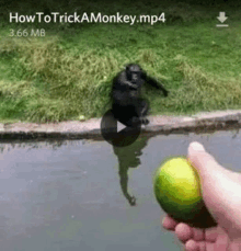 a chimpanzee is jumping into a body of water while a person holds a lime .