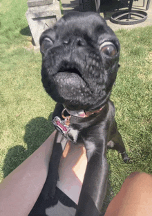 a black dog with a name tag that says ' sally ' on it