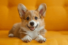 a brown and white corgi puppy is laying on a yellow couch and smiling at the camera .