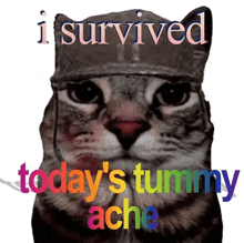 a cat wearing a helmet with the words i survived today 's tummy ache