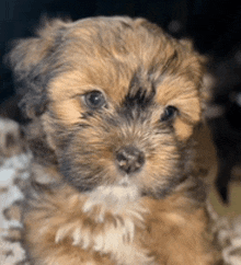 a small brown and black puppy is sitting on a blanket and looking at the camera .