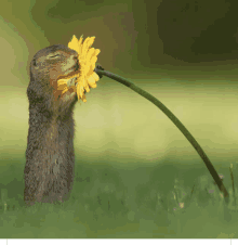 a squirrel with its eyes closed smells a yellow flower