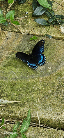 a black and blue butterfly is perched on a mossy rock