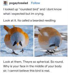 a bird with a bearded reedling on it