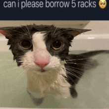 a black and white cat in a bathtub with the words can i please borrow 5 racks