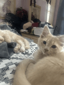 two cats are laying on a bed and one of them looks at the camera