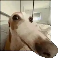 a dog with a very long nose is sitting on a bed looking at the camera .