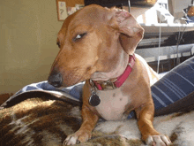 a brown dog with a red collar is laying on a bed