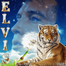 a picture of a tiger and a dandelion with the name elvis