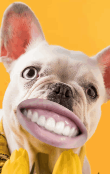 a close up of a dog with a fake mouth and yellow flowers