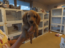 a person holding a puppy in a room with a sign that says ' spaniel '