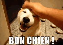 a person petting a dog with the words bon chien written on it