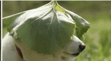 a dog wearing a leaf hat on its head .